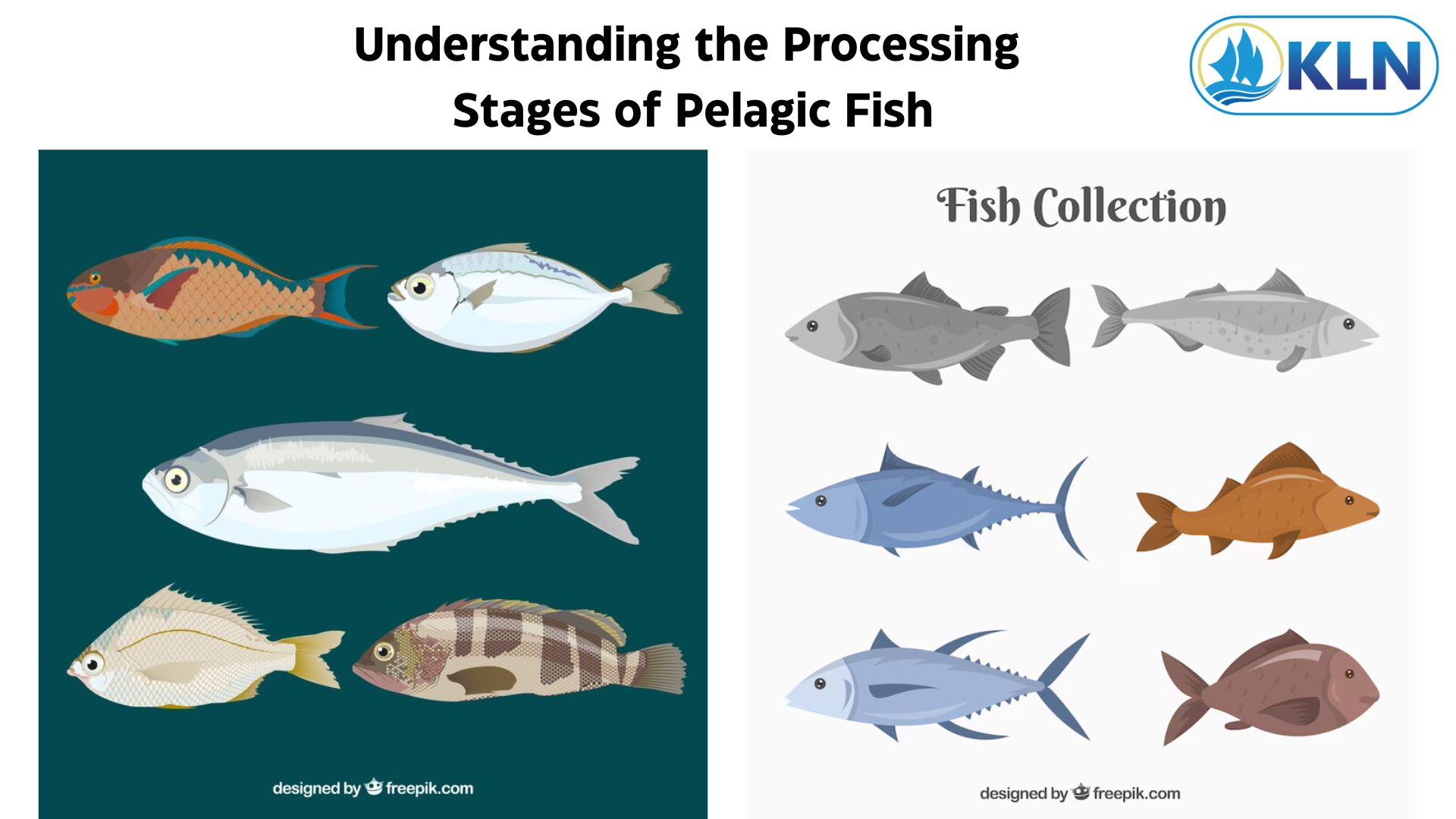 Understanding the Processing Stages of Pelagic Fish